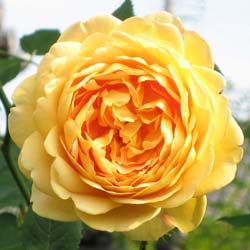 Roseira 'Golden Celebration'